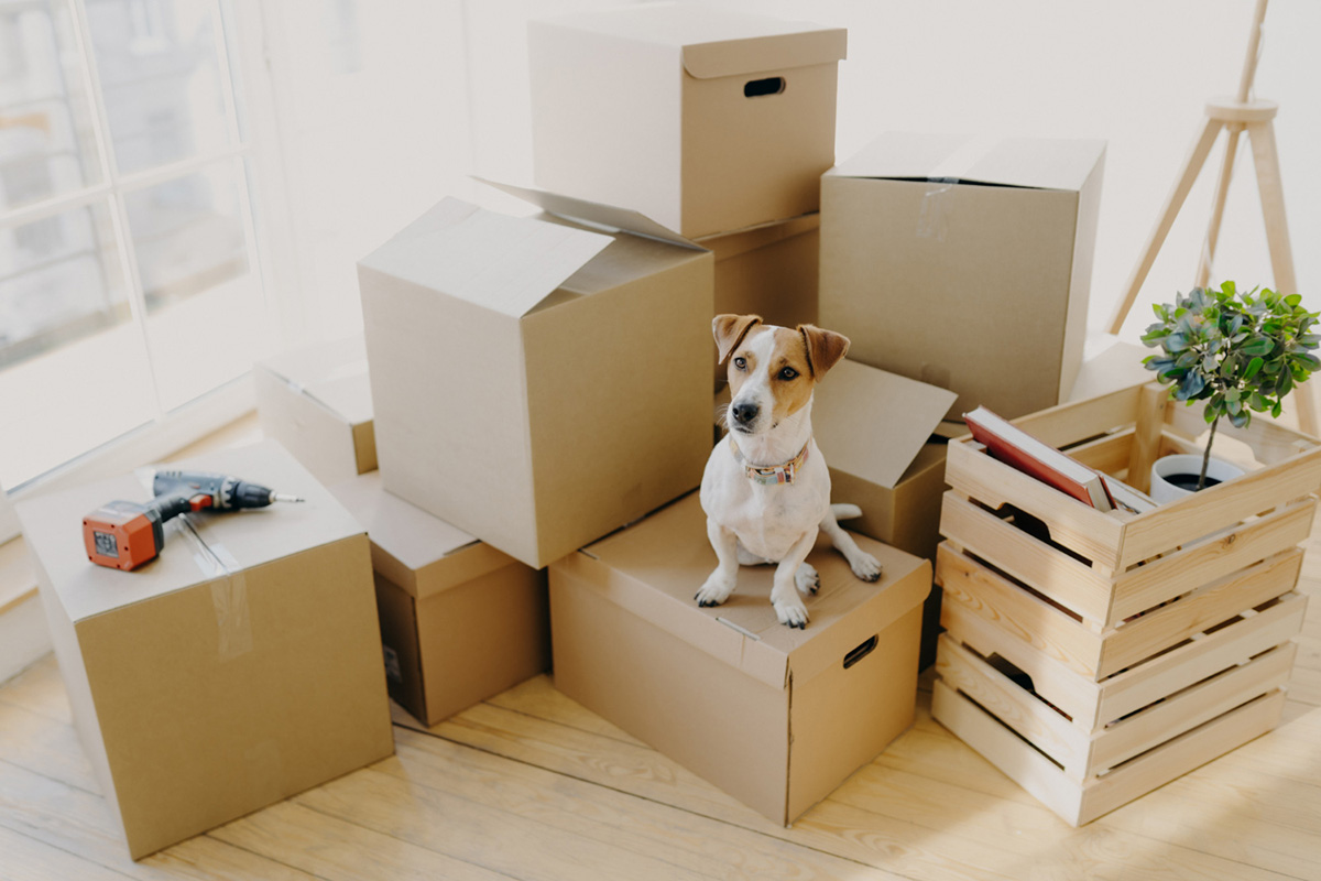 Tips to Make Moving with Pets Stress-Free and Safe